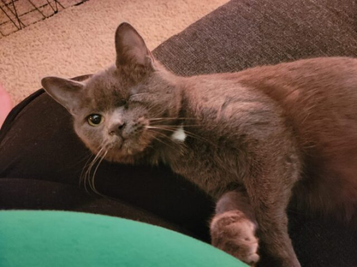 She also knew that her other cat, Lark, who also has only one eye, would love Eggbert too!