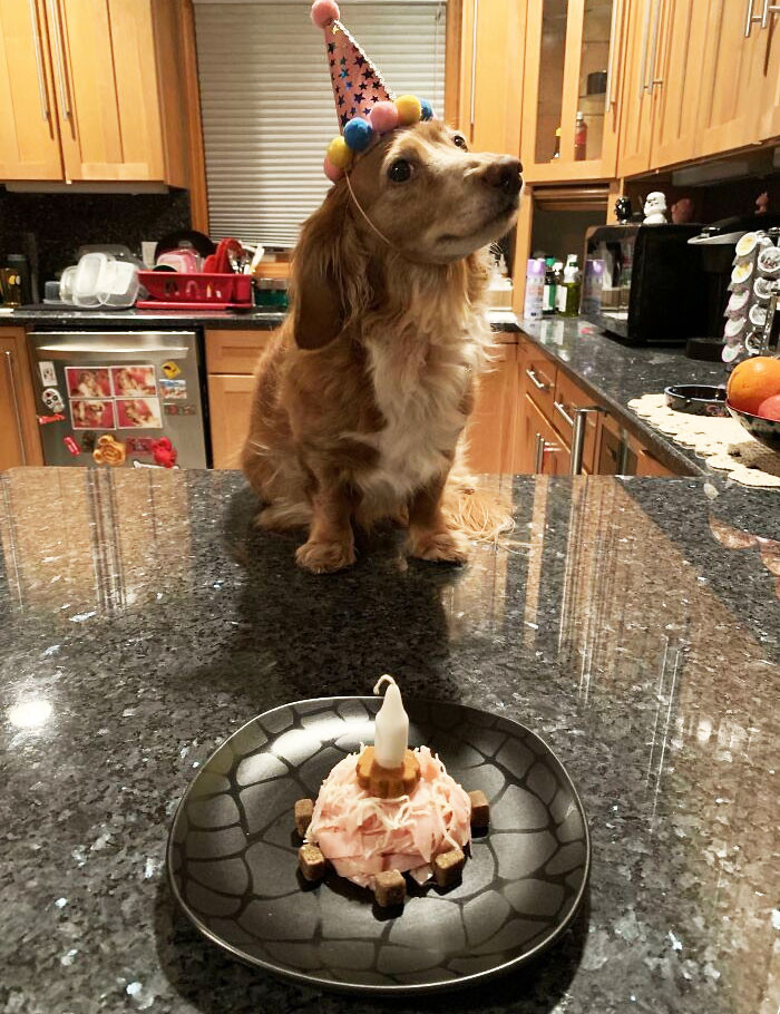 "Happy 13th Birthday To My Dachshund Tequila"