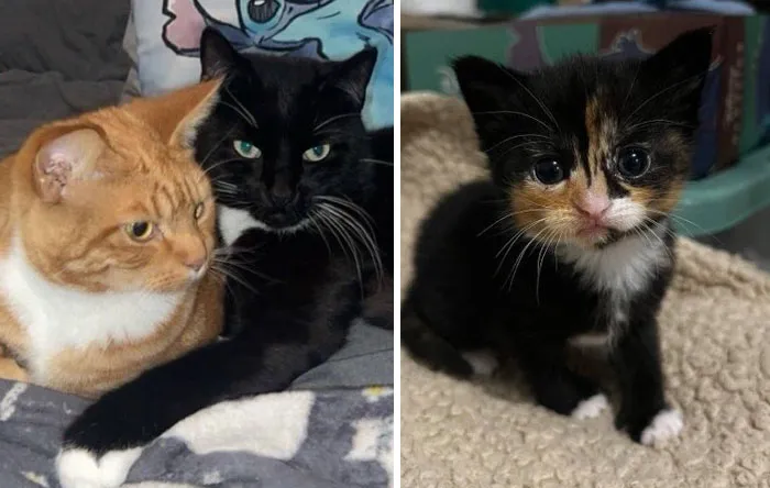 23. Meet the newest member of the cuddle cartel.