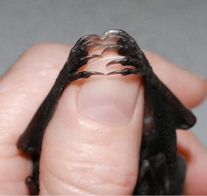 8. The secret to how bats can cling to trees
