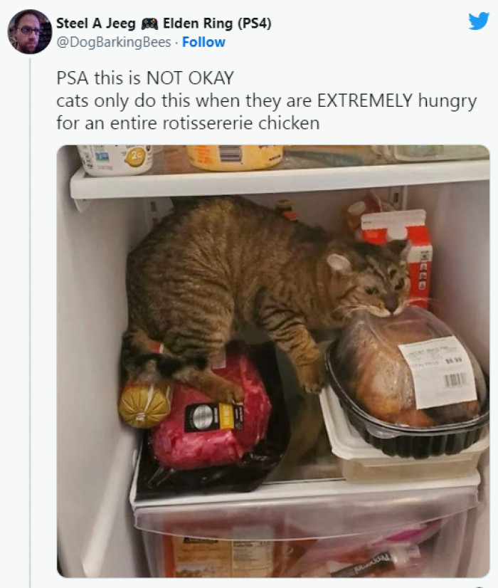 7. This cat doesn't want to share...