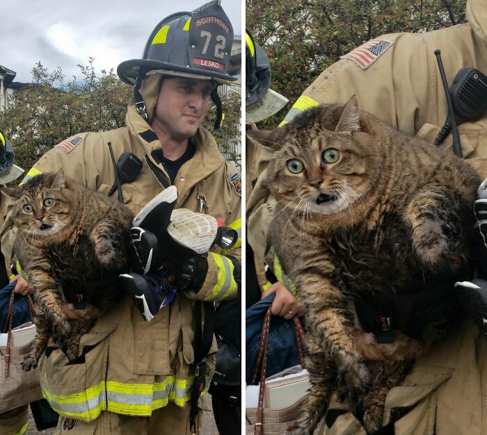 "Father-In-Law Got This Pic Of A Cat Saved From A Fire In Se Michigan"