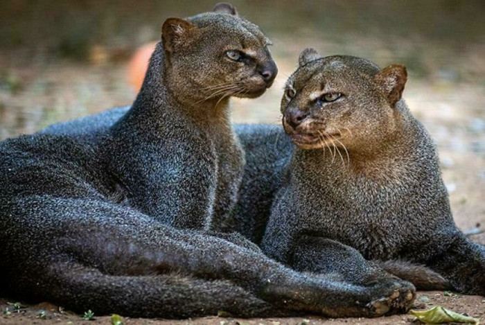 Jaguarundi (Herpailurus Yagouaroundi) Closest Relative Of The Mountain Lion
