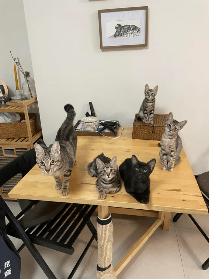 11. "What should their rap album be called?"