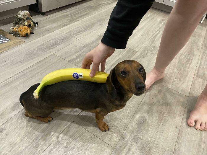 "Banana With Wiener Dog For Scale"