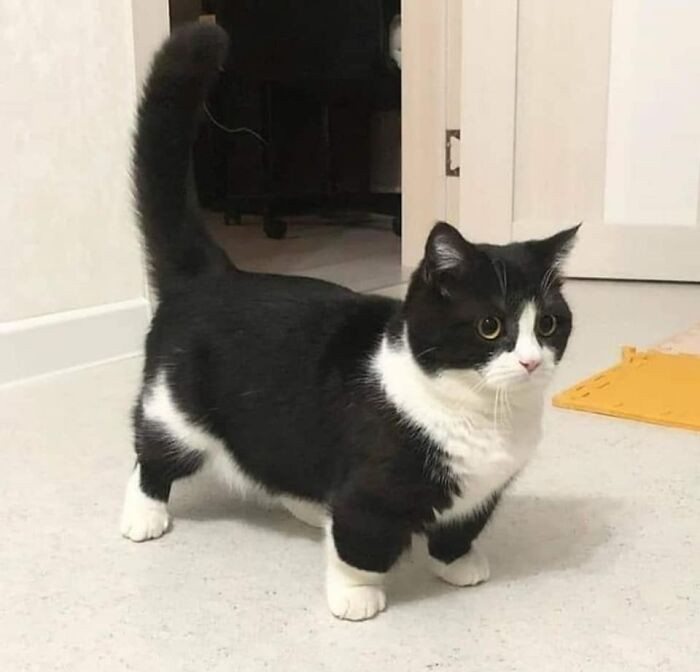 37. Himb has arrived