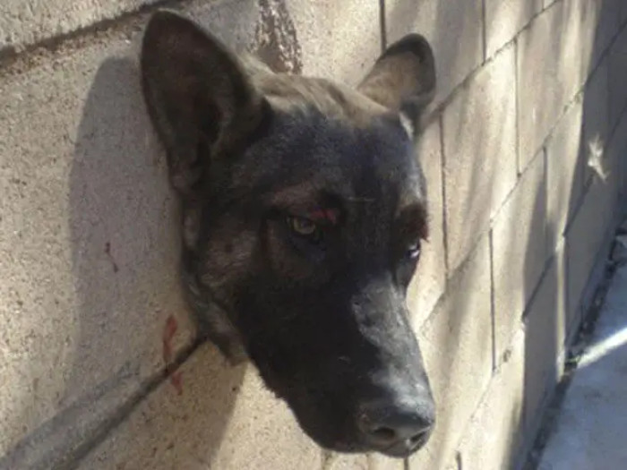 "He knew we were there to save him."