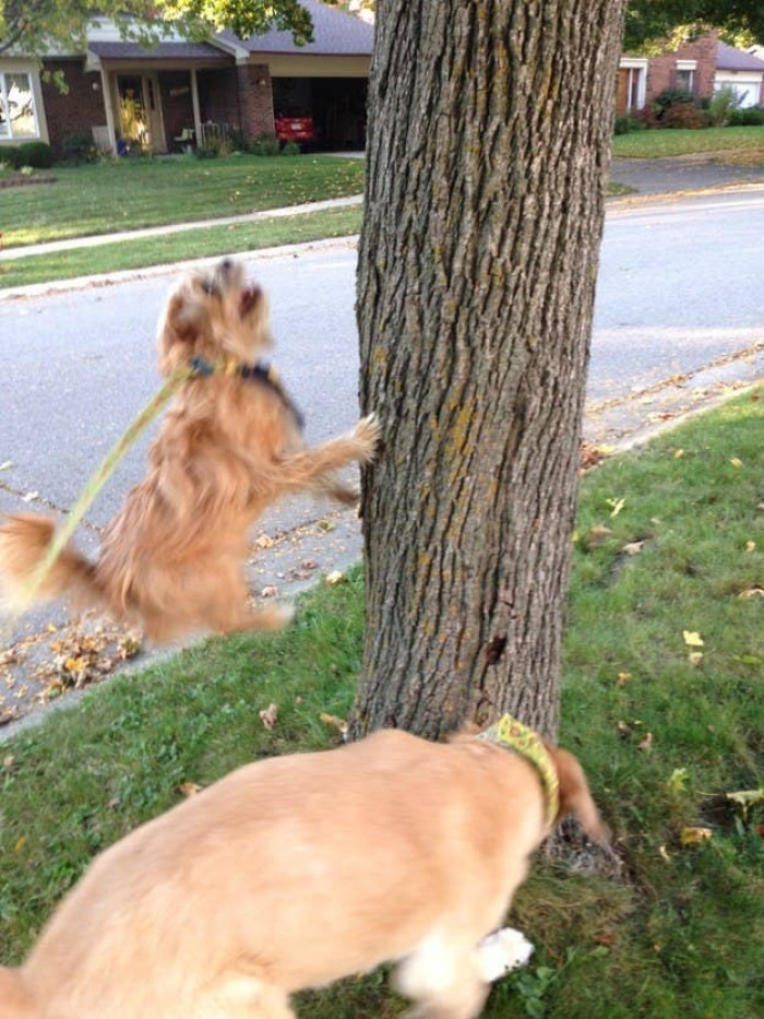 Dogs can't run up trees, but that doesn't mean they don't try day after day.