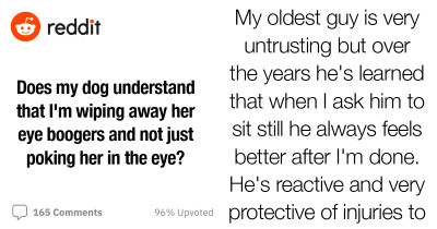 Check Out These Redditor's Opinions About Removing Boogers From Dog's Eyes