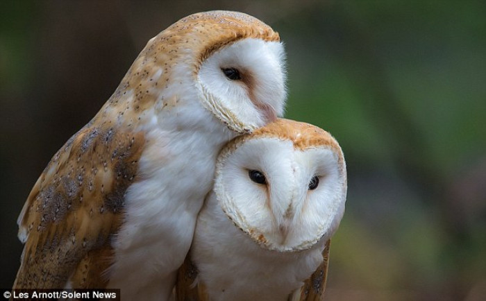 Even though Barn Owls are found across the globe, their numbers are sadly dwindling in some regions. This decline is primarily due to the loss of their natural habitats.