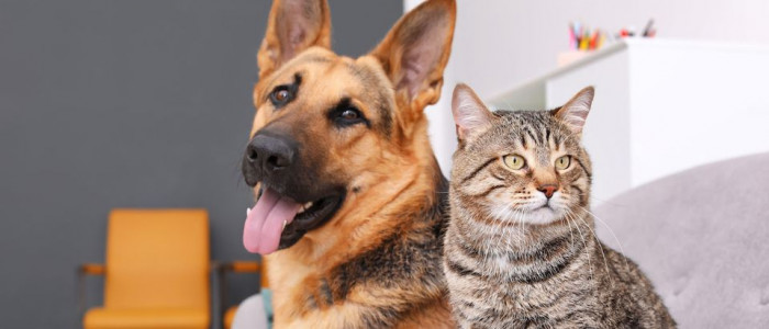 And, of course, the gray tabby is company for Commander, the Bidens' German Shepherd, who moved into the White House in December 2021.