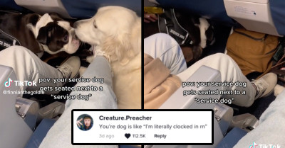 TikToker With Legitimate Service Dog Seated Next to Passenger Claiming To Have A Service Animal