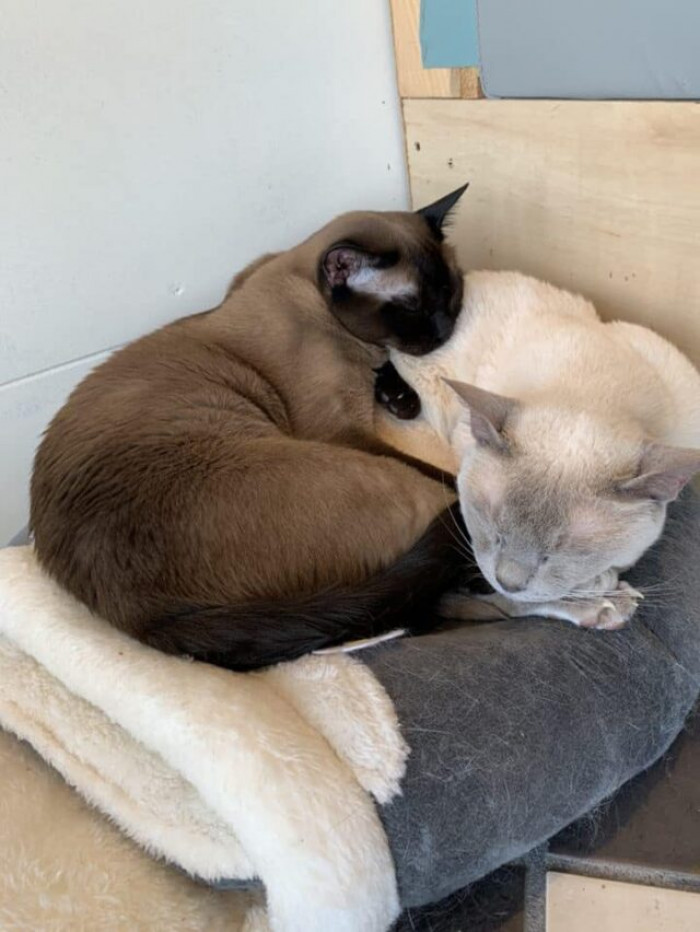 They're setting out to do a bigger mission than just cat cafes.