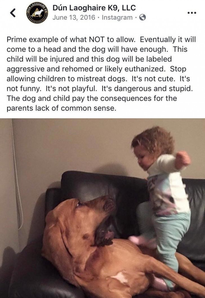 There have been multiple cases of dogs hurting kids—but kids shouldn't even be allowed to mistreat dogs in the first place. The parents are responsible for any consequences that may occur if they fail to teach their child the right way to play with their pet (one that does not involve hitting them in any way, of course).