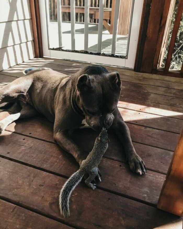 Pit bulls were known to be loving, loyal, and excellent with children