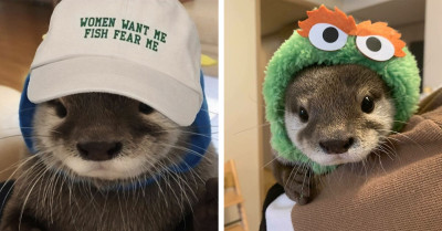 Here Are 40 Adorable Pictures That Prove Otters Are One of the Cutest Animals You Will Ever Come Across