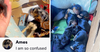 TikTok Video Had The Internet Convinced That A Yorkie Doggo Gave Birth To A Kitten