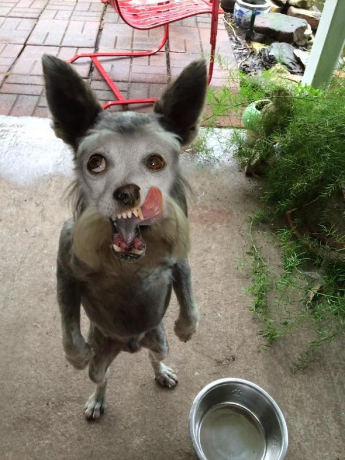 Hey, human! How dare you leave me with an empty bowl?