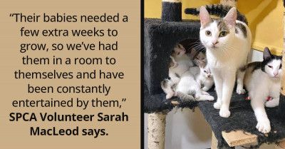 We Are Much Stronger When We Have Someone To Support Us – These Two Sister Cats Are Raising Their Eight Kittens Together