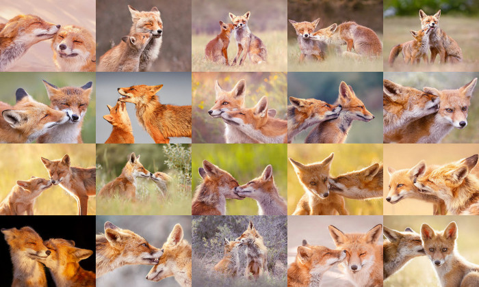 There are many misconceptions about foxes, and wildlife photographer Roeselien Raimond is on a mission to prove them wrong