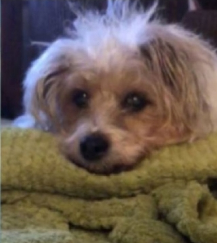 She gazed up at the sky for a sign that her puppy was alright and thought about Sunny