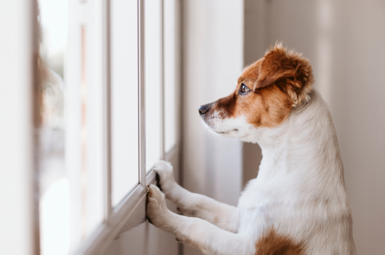 2. Dog howls in grief.