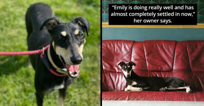 Extremely Malnourished Stray Dog Looks Completely Different Now That She's Been Shown Love And Care