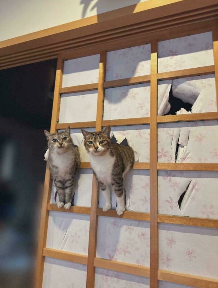 18. Partners in crime caught mid-escape, pretending it’s modern art.