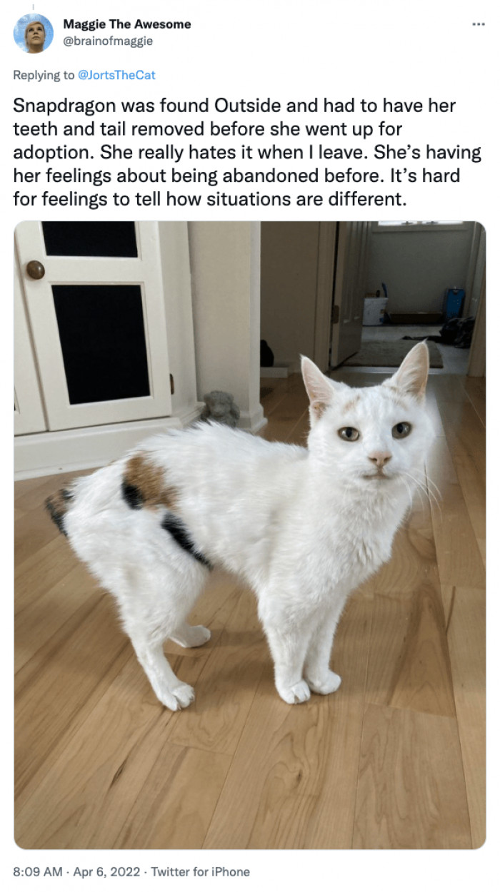 The Twitter users in the comments took time to share their stories about their rescues, like Snapdragon.