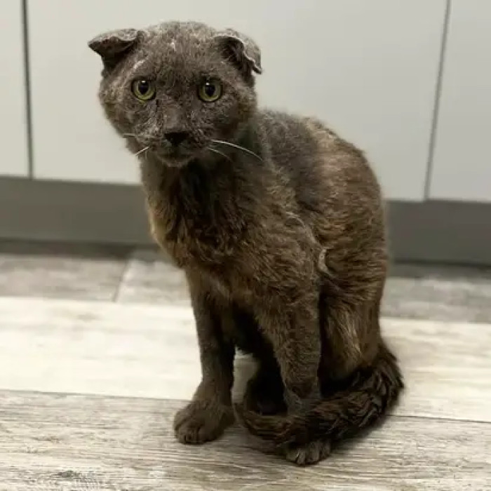 Buddy was found injured at the side of a bustling road