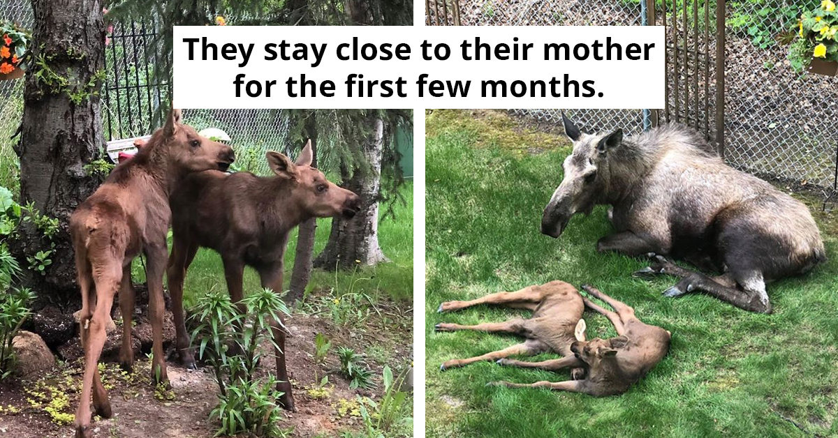 Moose And Her Calves Sneak Into Family's Backyard And Have The Best Time