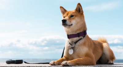 Japanese Dog Names With Meanings