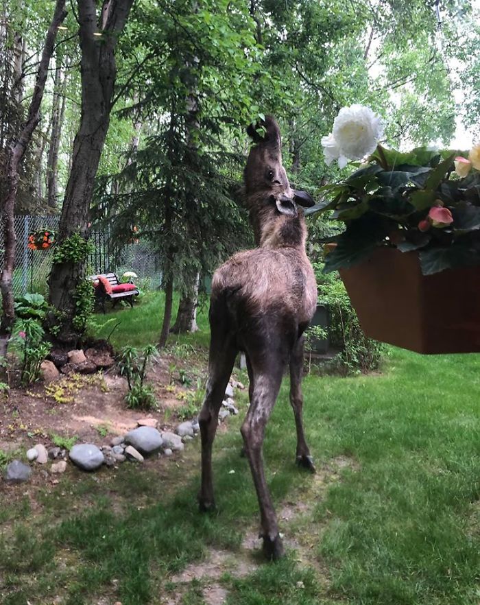 Anchorage residents have learned to coexist with moose, implementing various measures to reduce conflicts and ensure the safety of both humans and animals.