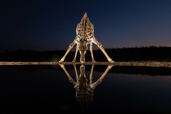 “Giraffe At Blue Hour” By Monique Beukes