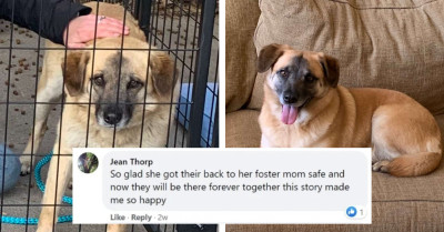 Dog Escapes New Home and Embarks on a 97-Day Journey to Reunite with Her Foster Mom