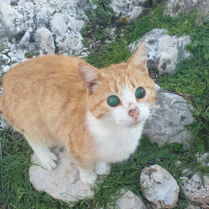 "A Small And Very Friendly Blind Cat Found While Hiking In Montenegro!"