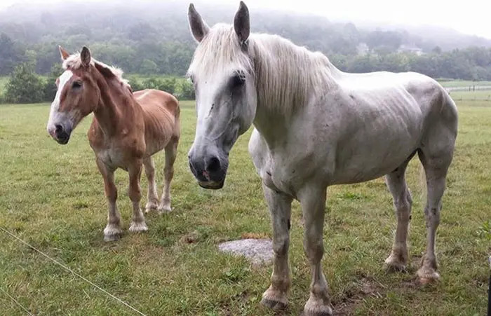 Cindy is the founder of Ferrell Hollow Farm Senior Horse Sanctuary in Tennessee, and she discovered the two horses