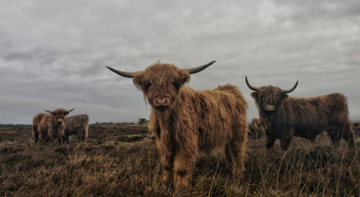 Water buffalo and Highland cattle on a farm, showcasing unusual livestock