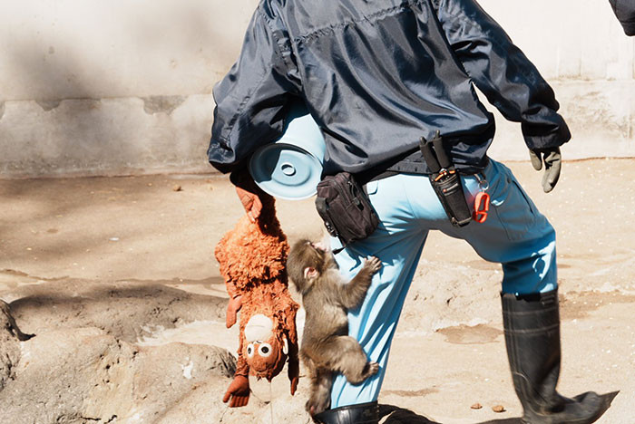 Zookeepers hand-raised Punch after his mother showed no interest in caring for him