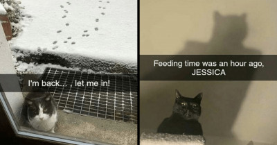 Here’s A Dose Of Wholesome And Cute Pictures For Cat Lovers And Enthusiasts Everywhere