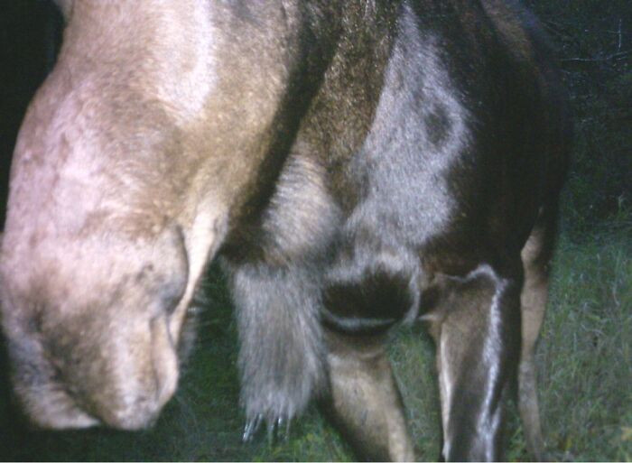 19. My Dad's Deer Cam Caught Something Interesting