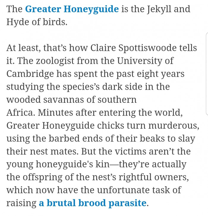 Zoologist, Claire Spottiswoode, tells us more about the Honeyguide