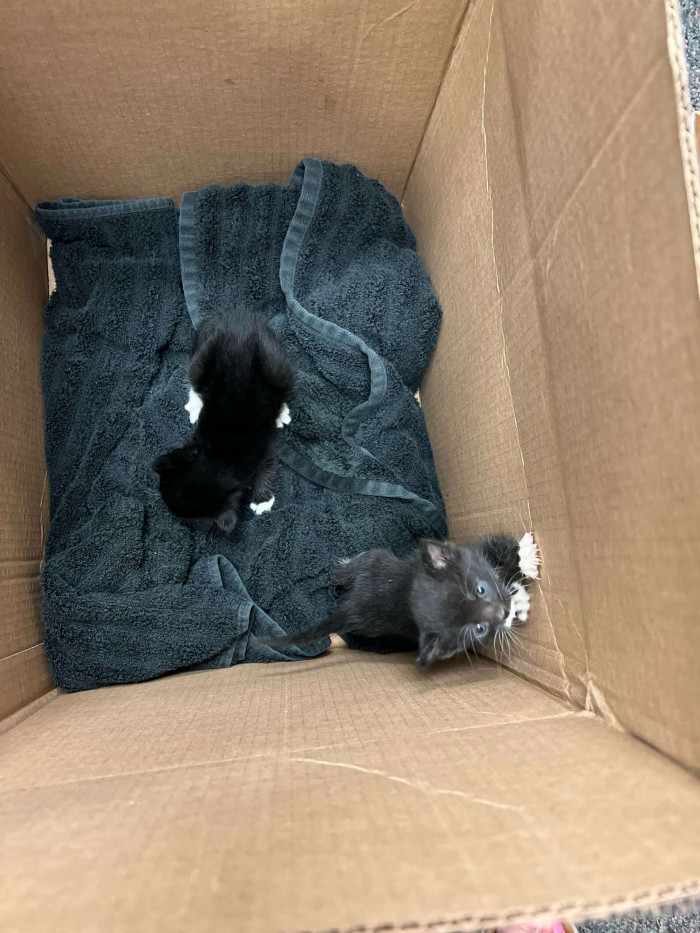 These kittens were rescued from a ceiling of a high school in Northern California