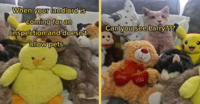 Larry The Cat Became An Expert In Hiding From A Landlord Who Doesn’t Allow Pets