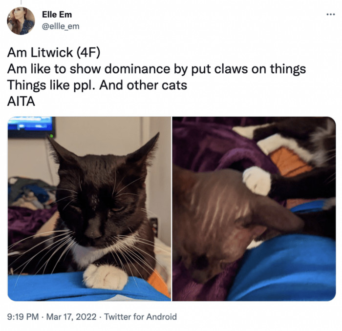 5. Oh dear, stop putting your claws on things like people, okay...