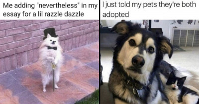 31 Funny Photos Of Puppies With Their Very Best Intention To Make Your Day Brighter