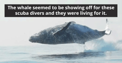 Rare Video Of A Massive 40-Ton Humpback Whale Completely Leaping Out Of The Ocean Captivates Internet Users With Its Splendor