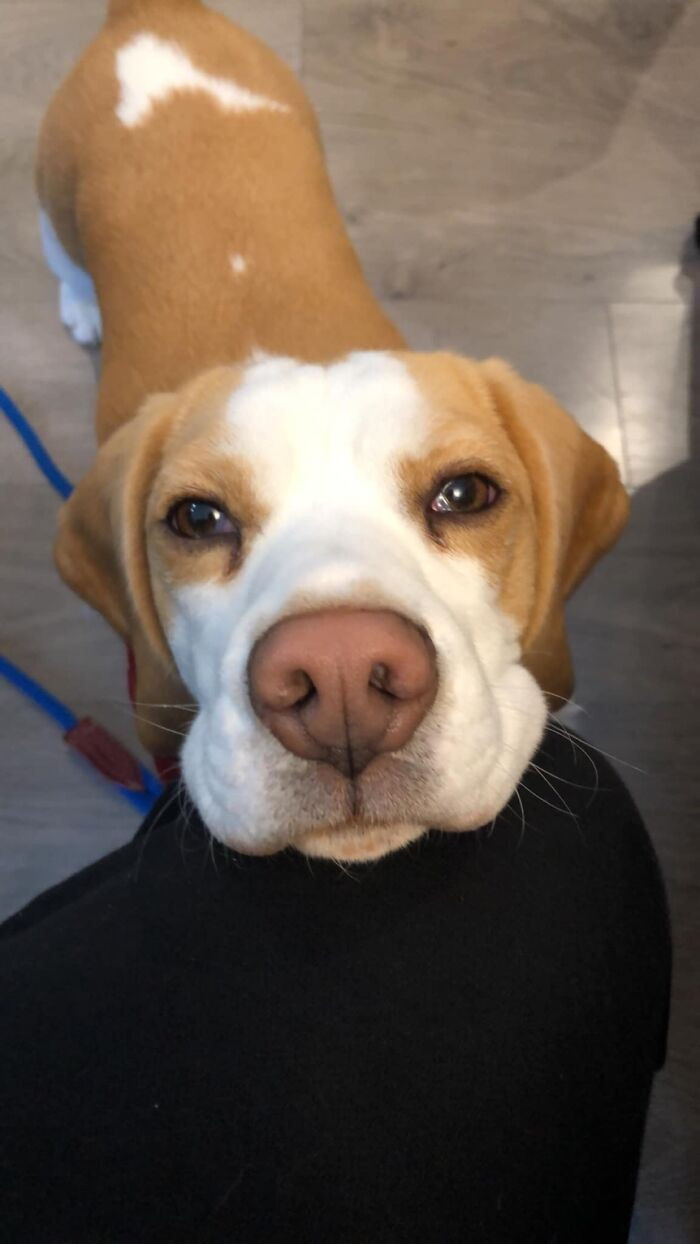 9. Izzy The Christmas Beagle Came For Christmas Dinner And Drooled Under The Table The Whole Time
