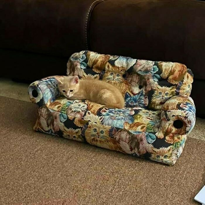 40. A cat sofa for a cat