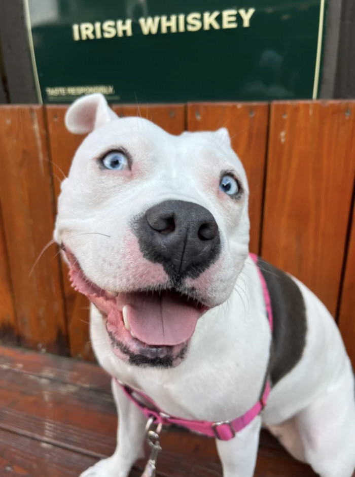 Such a happy doggo now